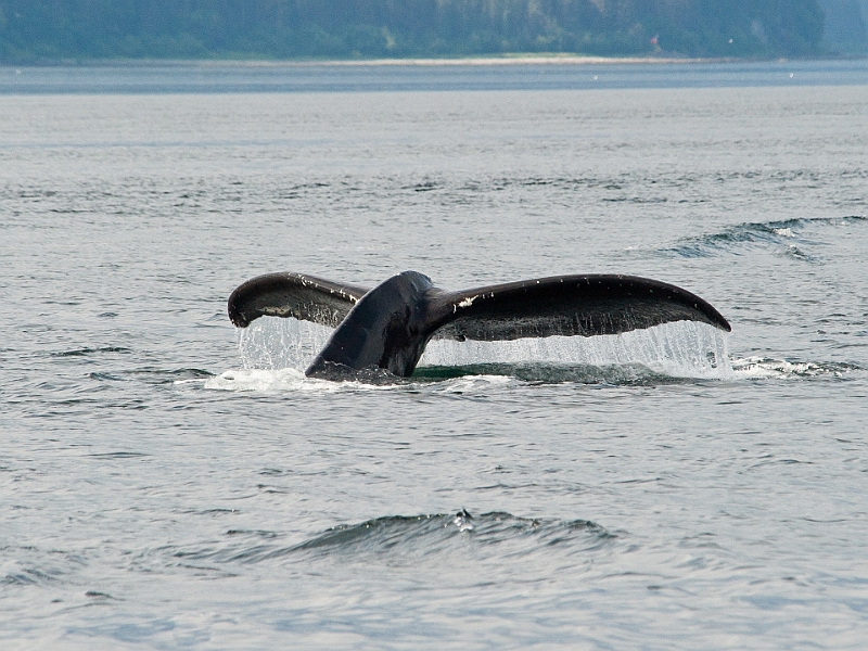 Alaska Wildlife-10.JPG
